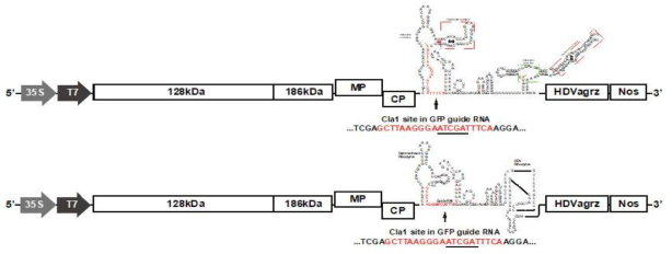 CGMMV GFP guide RNA 발현 construct 제작