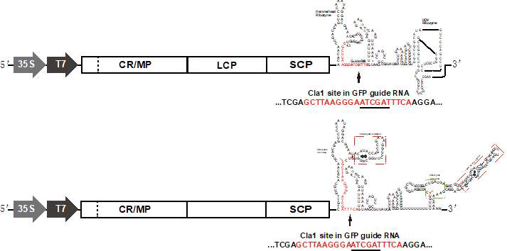 RaMV GFP guide RNA 발현 construct 제작