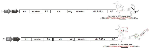 TuMV GFP guide RNA 발현 construct 제작