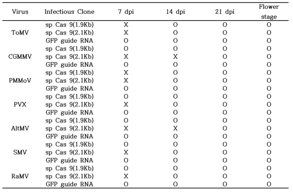 작물별 적용 가능 바이러스의 sp Cas 9(1.9Kb, 2.1Kb)와 GFP guide RNA의 안정적인 발현 확인