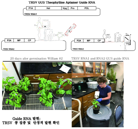 TRSV GUS guide의 안정적인 발현