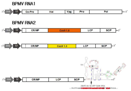 Bean Pod Mottle Virus 의 Cas9 발현체 및 GFP guide RNA 제작