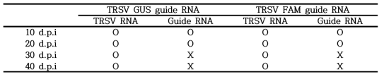 TRSV guide RNA 와 바이러스 RNA 발현