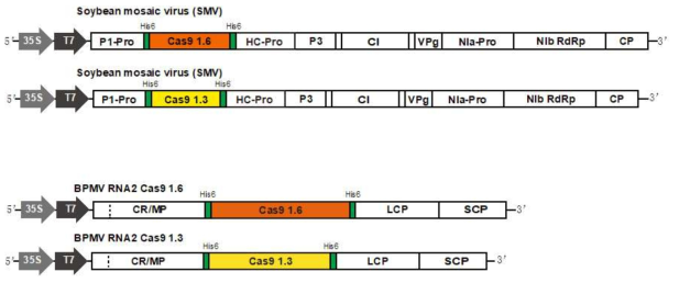 Soybean Mosaic Virus 와 Bean Pod Mottle Virus 의 Cas 9 발현체 제작