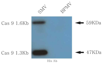 Soybean Mosaic Virus 와 Bean Pod Mottle Virus 의 Cas9 발현 확인