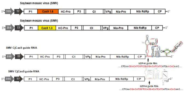 SMV 의 cj Cas 9 (1.3Kb, 1.9Kb), guide RNA construct 제작