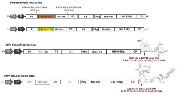 SMV 의 sp Cas 9 (1.9Kb, 2.1Kb), guide RNA construct 제작