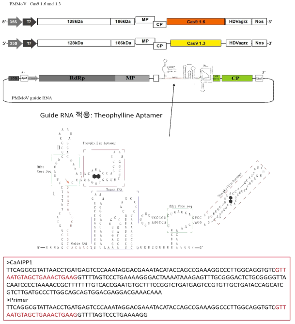 PMMoV 벡터를 이용한 고추 negative regulator 유전자인 drought 저항성 유전자 CaAIPP1의 Guide RNA 제작