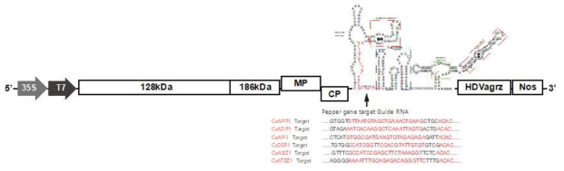 Negative regulator (drought stress; CaAPPI1, CaADIP1, CaAIP3, CaDSR1, CaAIBZ1, CaATBZ1)와 관련된 유전자를 이용한 guide RNA 제작