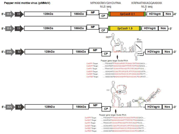 PMMoV 벡터를 이용한 splited sp Cas 9(1.9Kb, 2.1Kb) construct 제작 및 고추 negative regulator 유전자인 drought 저항성 유전자 Guide RNA , Theophylline (Aptamer) guide RNA 제작