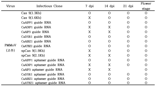 PMMoV construct 의 고추 접종에 따른 발현 확인