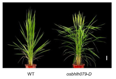 OsbHLH079 과발현체의 잎 각도에 대한 표현형 확인