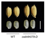 OsbHLH079 과발현체의 종자 길이에 대한 표현형 확인