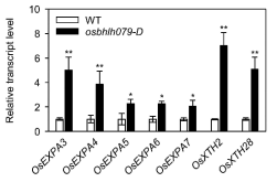 야생형과 OsbHLH079 과발현체 간 세포 확장 관련 유전자들의 발현 비교