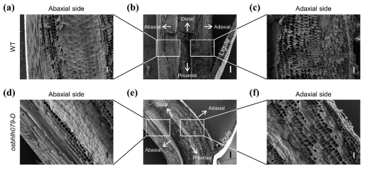 주사전자현미경 관찰을 통한 야생형과 OsbHLH079 과발현체 간 잎 lamina joint 내 세포 크기 비교