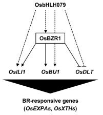 OsbHLH079 전사인자의 잎 각도 및 종자 길이 조절 기능에 대한 모식도