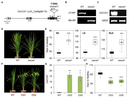 야생형과 oscca1 돌연변이체, 그리고 OsCCA1 과발현체 간 개화기 비교
