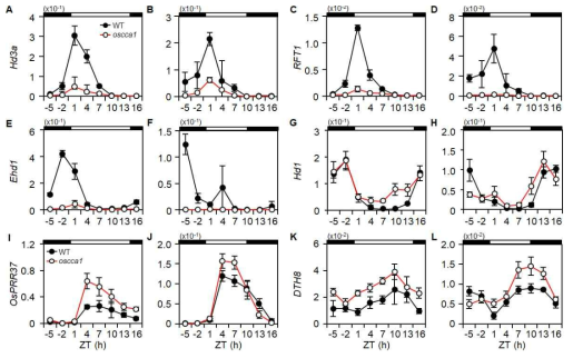 장일조건과 단일조건 하에서 야생형과 oscca1 돌연변이체 간 개화 관련 유전자들의 시간별 발현 비교 결과
