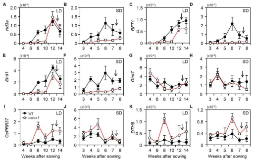 장일조건과 단일조건 하에서 야생형과 oscca1 돌연변이체 간 개화 관련 유전자들의 주차별 발현 비교 결과