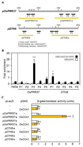 OsCCA1 전사인자가 OsPRR37 및 DTH8 유전자의 프로모터에 결합함을 확인