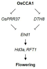 OsCCA1 전사인자의 개화기 조절 기작에 대한 모식도