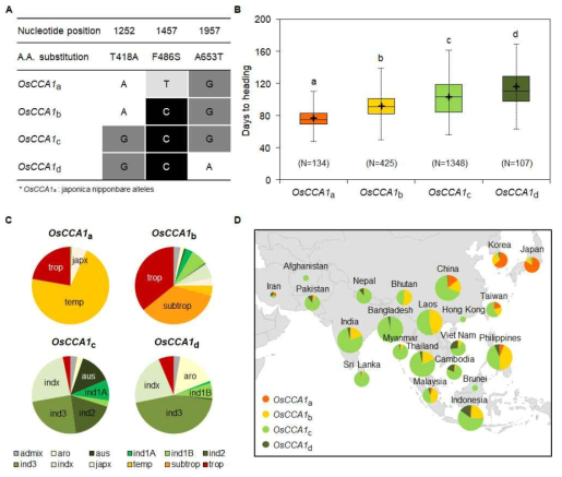 재배벼에서 OsCCA1 유전자에 대한 SNP 탐색 및 자연 변이 분석 결과