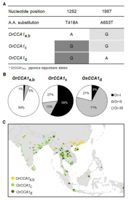 야생벼에서 OsCCA1 유전자에 대한 SNP 탐색 및 자연 변이 분석 결과