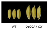 야생형과 OsCCA1 과발현체 간 종자 크기 비교 결과