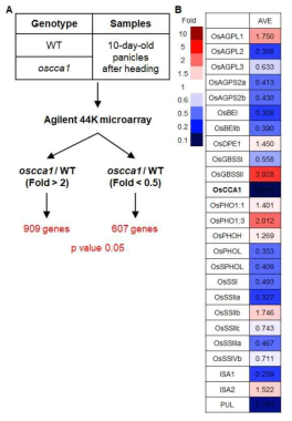 야생형과 oscca1 돌연변이체 간 이삭에서의 전사체 비교를 위한 마이크로어레이 분석 결과