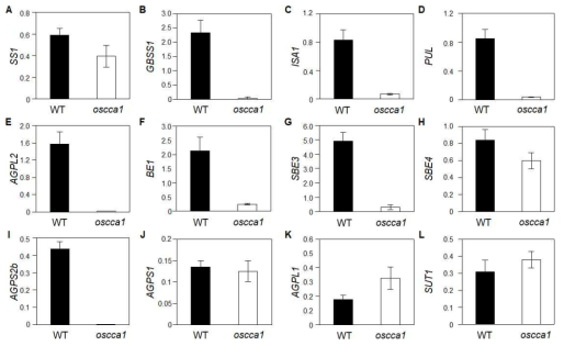 야생형과 oscca1 돌연변이체 간 전분 합성 관련 유전자들의 발현 비교 결과
