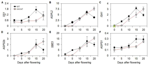 야생형과 oscca1 돌연변이체 간 전분 합성 관련 유전자들의 이삭 발달 단계별 발현 비교 결과
