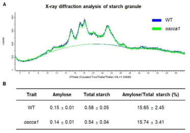야생형과 oscca1 돌연변이체 간 종자 전분 입자의 구조 및 전분의 구성 비교 결과