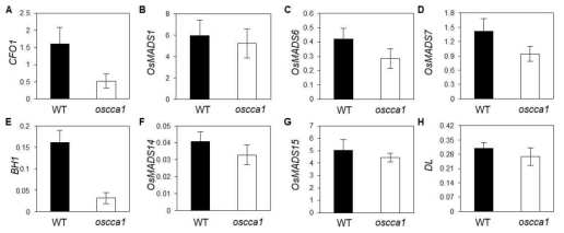 야생형과 oscca1 돌연변이체 간 이삭 형성 관련 유전자들의 발현 비교 결과