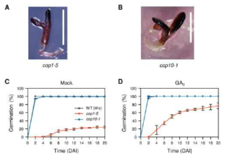정상 조건 및 GA 처리 조건 하에서 야생형과 cop1-5 돌연변이체 간 종자 발아 속도 비교 결과