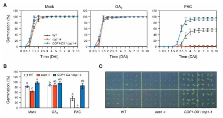 정상 조건 및 GA 또는 PAC 처리 조건 하에서 야생형과 cop1-4 돌연변이체, 그리고 COP1-OX/cop1-4 과발현체 간 종자 발아 속도 비교 결과