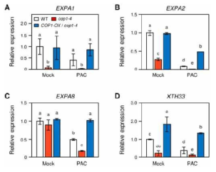 정상 조건 및 PAC 처리 조건 하에서 야생형과 cop1-4 돌연변이체, 그리고 COP1-OX/cop1-4 과발현체 간 종자 발아 관련 유전자들의 발현 비교