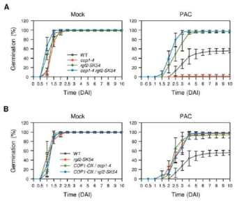 정상 조건 및 PAC 처리 조건 하에서 야생형과 cop1-4 돌연변이체, rgl2-SK54 돌연 변이체, 그리고 cop1-4 rgl2-SK54 이중 돌연 변이체 간 종자 발아 속도 비교 결과