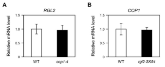 RT-qPCR 방법을 통해 cop1-4 돌연변이체와 rgl2-SK54 돌연변이체에서 RGL2 및 COP1 유전자 발현을 야생형과 각각 비교한 결과
