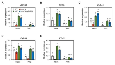 정상 조건 및 PAC 처리 조건 하에서 야생형과 cop1-4 돌연변이체, rgl2-SK54 돌연 변이체, 그리고 cop1-4 rgl2-SK54 이중 돌연변이체 간 종자 발아 관련 유전자들의 발현 비교 결과