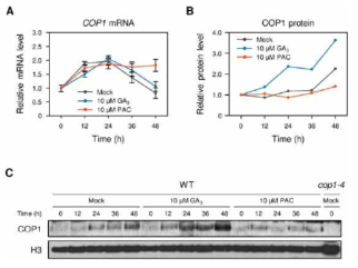 GA가 COP1 단백질의 안정성을 증가시킨다는 사실을 확인한 결과