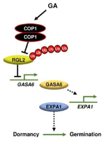 애기장대의 종자 발아 과정을 조절하는 COP1 단백질의 기능에 대한 모식도