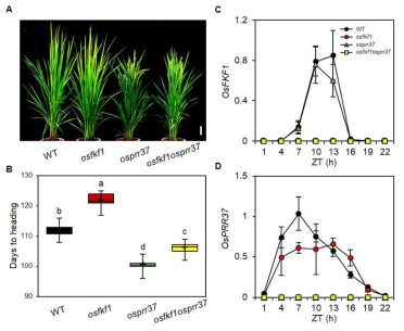 야생형과 osfkf1 돌연변이체, osprr37 돌연변이체, 그리고 osfkf1 osprr37 이중 돌연변이체 간 개화기 비교