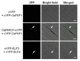 BiFC 분석을 통한 OsFKF1-OsPRR37 단백질 상호작용 확인