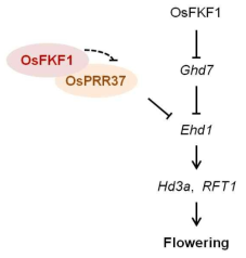 OsFKF1 단백질과 OsPRR37 단백질의 상호작용 및 개화기 조절 기작에 대한 모식도