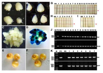옥수수 형질전환체에서 식물체 발현 확인. A: 공동배양이 안된 미성숙배, B: 리포터 유전자를 갖고 있는 아그로박테리움과 공동배양한 미성숙배, C: 비형질전환체 캘러스, D: 형질 전환 캘러스, E: 비형질전환체 종자, F: 형질전환체 종자, G, H, I: T0 형질전환체에서 제초제 저항성 유전자 bar 발현 확인, J, K: T0 형질전환체에서 GUS, GFP, bar 유전자 도입 확인