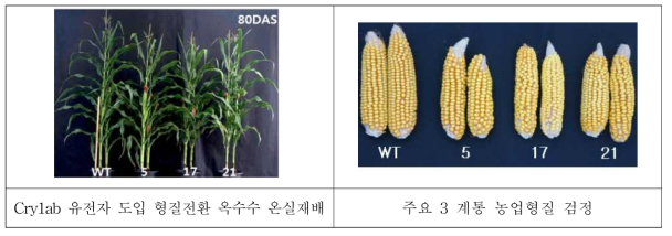 Cry1ac (MutN16) 유전자가 도입된 형질전환옥수수의 작물학적 특징과 농업형질