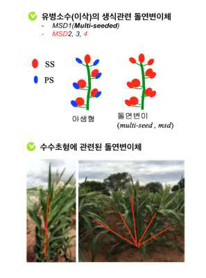 이삭 및 초형관련 돌연변이체