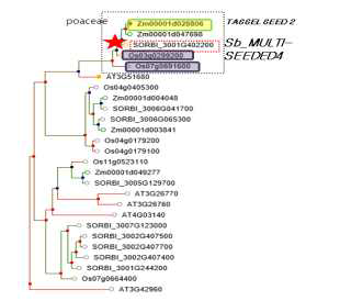 이삭 관련 신규 유전자 Phylogeny tree