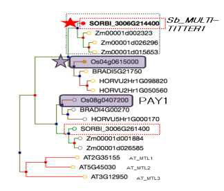 초형 관련 신규 유전자의 Phylogeny tree