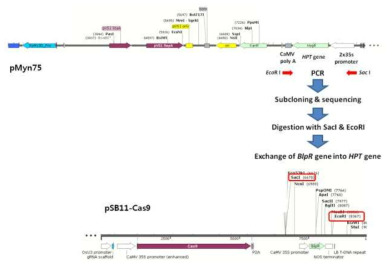 pSB11-Cas9-HPT 벡터의 제작 모식도